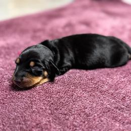 Oreo (Pink Collar) - Black and tan female Dachshund puppy in Turlock, California from Dandelion Dachshund