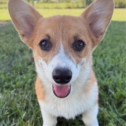 Idgie - Fawn female Pembroke Welsh Corgi puppy in Hillsboro, Ohio from Prairie and Pine Pembrokes