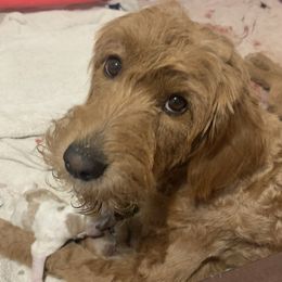 Lady - Goldendoodle