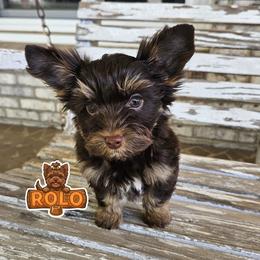Rolo - Chocolate and tan male Yorkshire Terrier puppy in Elk Ridge, Utah from Janita's Yorkshire Terriers
