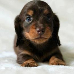 Carly pending European lines - Chocolate and tan female Dachshund puppy in Richmond, Virginia from Irresistible Dachshunds & Cavaliers