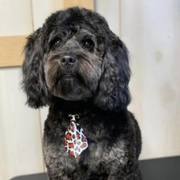 Aussiedoodle Puppies from Johnson’s Highland Pride Aussiedoodles