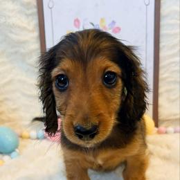 Zander 3200 - Red male Dachshund puppy in Sylvania, Alabama from Yancey’s Doxies
