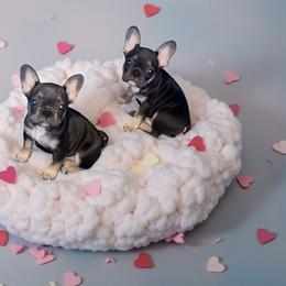 Chihuahua and French Bulldog Puppies from Sasha’s Elite Kennel LLC