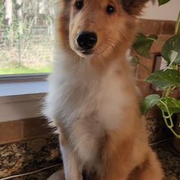 Collie Puppies from Critter cottage
