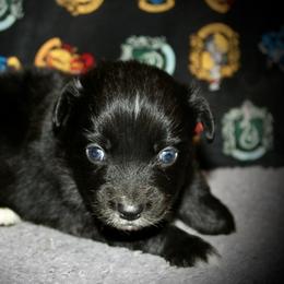 Dorothy - Black & white female Australian Shepherd puppy in El Dorado Springs, Missouri from HP Aussie Kennels