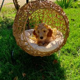 Green collar - Cream female Goldendoodle puppy in Bakersfield, California from Cisneros Goldendoodles