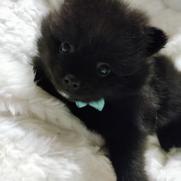 Pomeranian Puppies from Cutie Poms