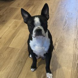 Rosie - Boston Terrier