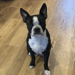 Rosie - Boston Terrier