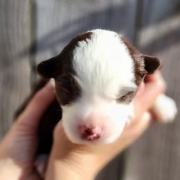 Prosperity - Red & white female Miniature Australian Shepherd puppy in Marysville, Washington from Garay Mini Aussies