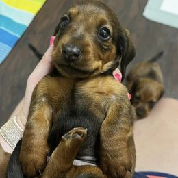 Dachshunds, French Bulldogs, and German Shorthaired Pointers from 3P Kennels