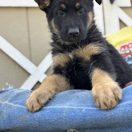 No collar black tan - Black and tan female German Shepherd puppy in Jennings, Kansas from Lost Creek German Shepherds LLC