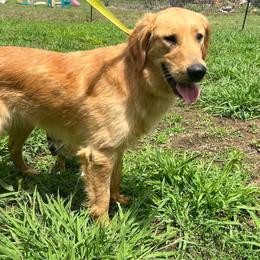 Nala - Golden Retriever