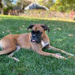 Boxer Puppies from Winchester Boxers