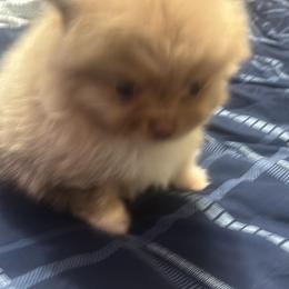 Pomeranian Puppies from Beauty of the beast