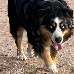 Nelli - Australian Shepherd
