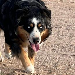 Nelli - Australian Shepherd