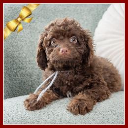Chestnut - Brown and tan male Cockapoo puppy in Connersville, Indiana from Deaz Doodle Ranch