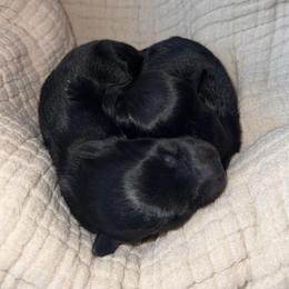 Black and White Female 2 - Black and white female Aussiedoodle puppy in Angola, Indiana from Classic City Doodles
