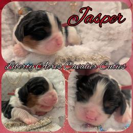 Jasper - Tri-color male Cavalier King Charles Spaniel puppy in Oppelo, Arkansas from Liberty Acres Puppies