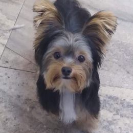 Yorkshire Terrier Puppies from Jackie Jenny’s Precious Yorkies