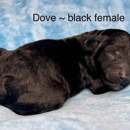 Dove - Black female Poodle puppy in Peyton, Colorado from Fuzzybottoms Ranch LLC