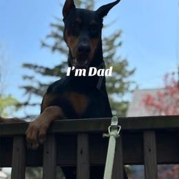 Scout - Doberman Pinscher