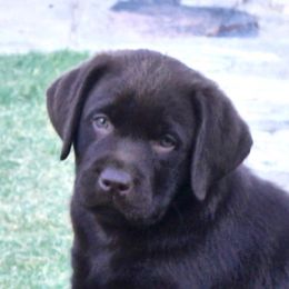 Labrador Retriever Puppies from Tuckwet Labradors