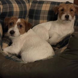 Russell Terriers from Diamonds Jack Russells