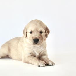 Goldendoodle, Golden Retriever, and Miniature American Shepherd Puppies from Doodalicious