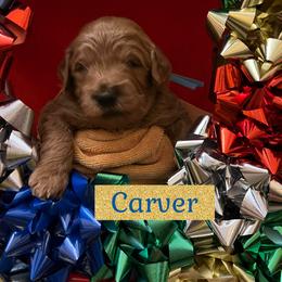 Carver - Red  male Goldendoodle puppy in Stroudsburg, Pennsylvania from Momma’s Mini Goldendoodles