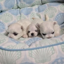 Maltese puppies from Mt.BakerPoodles&Doodles
