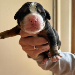 Boy 2 - Bernese Mountain Dog puppy in Ceres, Virginia from Foggy Mountain Berners and Doodles