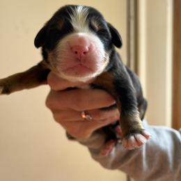 Boy 2 - Bernese Mountain Dog puppy in Ceres, Virginia from Foggy Mountain Berners and Doodles