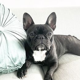French Bulldogs from Frenchie & Co.