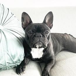 French Bulldogs from Frenchie & Co.