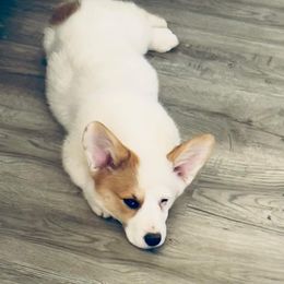 American Corgi Puppies from Whitecreek Corgis of Columbus, IN