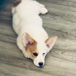 American Corgi Puppies from Whitecreek Corgis of Columbus, IN