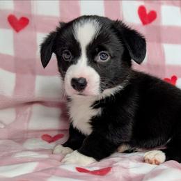 Snoopy - Black and white male American Corgi puppy in Clarksville, Tennessee from Cold Creek Family Farm LLC