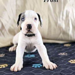 Frost - Blue and white Great Dane puppy in Gonzales, Louisiana from Anstatt House Of Danes