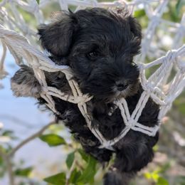 Miss Paintbrush - Salt and pepper female Miniature Schnauzer puppy in Cody, Wyoming from Bliss Creek MTN Meadows