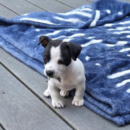 Teddy Roosevelt Terrier Puppies from Cherokeepoint Teddy Roosevelt Terriers
