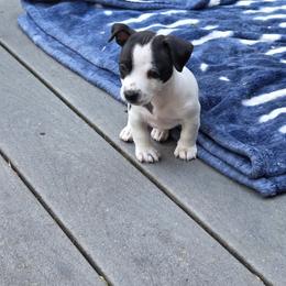 Teddy Roosevelt Terrier Puppies from Cherokeepoint Teddy Roosevelt Terriers