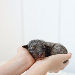 Boy 1 - Blue merle male Aussiedoodle puppy in Omro, Wisconsin from Crystal Ridge Doodles