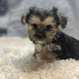Tiny Tim - Black & tan tri-color male Morkie puppy in Oakland, Kentucky from Imperial Dogs
