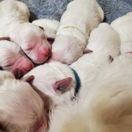 Golden Retriever Puppies from Hoekema Homestead Goldens