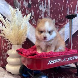 Genesis - Red and white male Pomsky puppy in Bucyrus, Missouri from Hill Top Pomskies