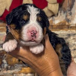 Patty(Melt) - Tri-color female Bernedoodle puppy in Rose Hill, North Carolina from Red Door Canines