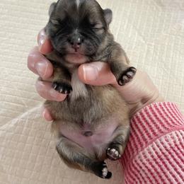 Little Sable Boy white markings - Orange sable male Pomeranian puppy in Kelso, Washington from Highlander Pomeranians
